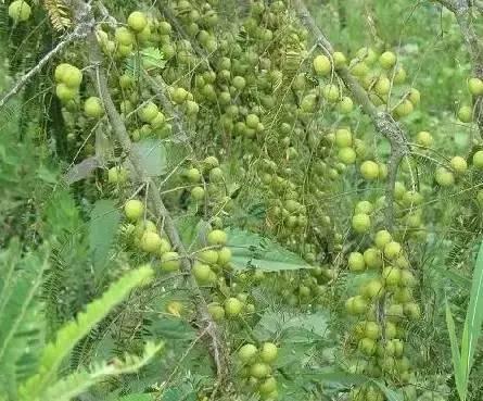 海南热带宝岛的地理、历史与文化探索